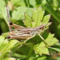 Meadow Grasshopper (Chorthippus parallelus) male, broken antennae, Alan Prowse